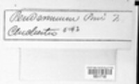 Cronartium pini image